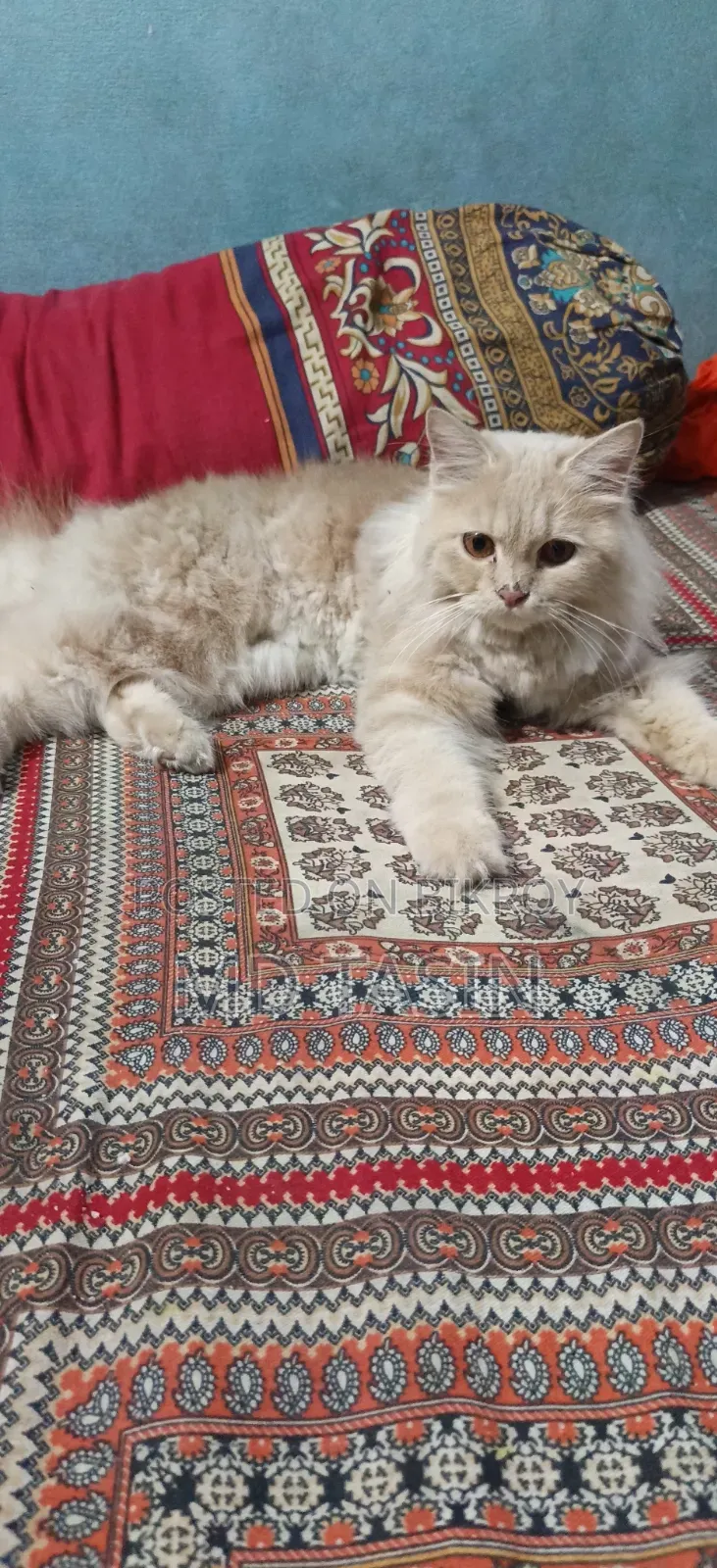 6-12 Months Female Purebred Persian Cat
