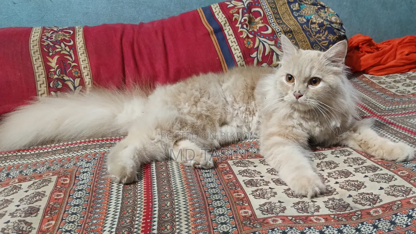 6-12 Months Female Purebred Persian Cat