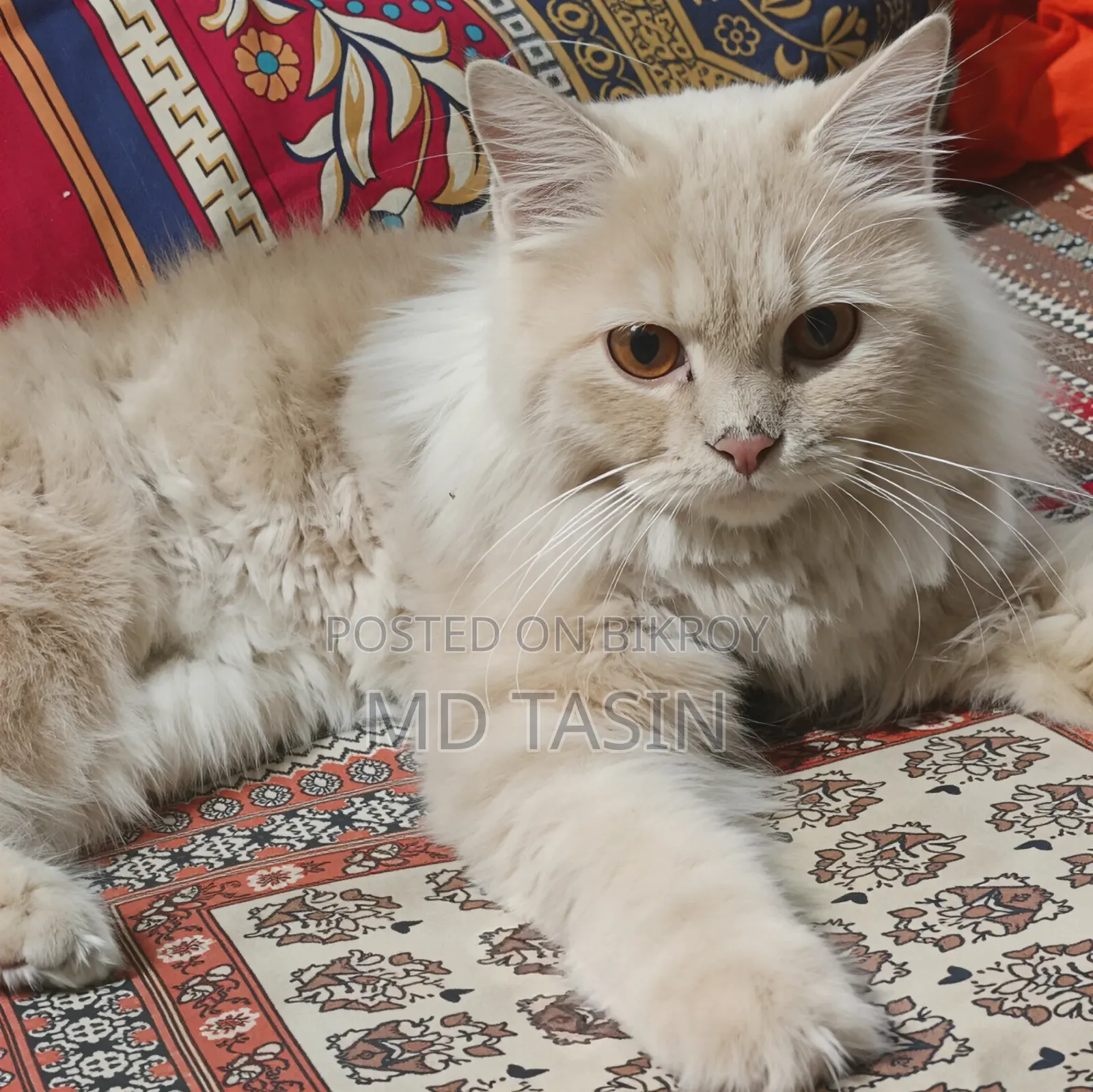 6-12 Months Female Purebred Persian Cat
