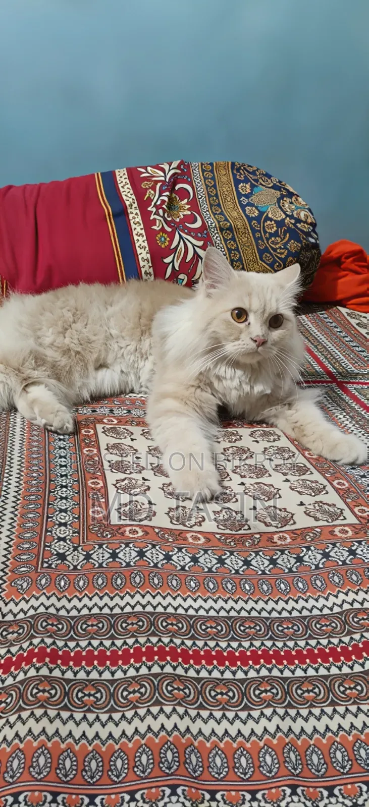 6-12 Months Female Purebred Persian Cat