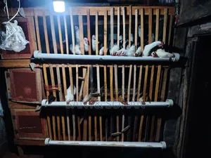Cage for Sale