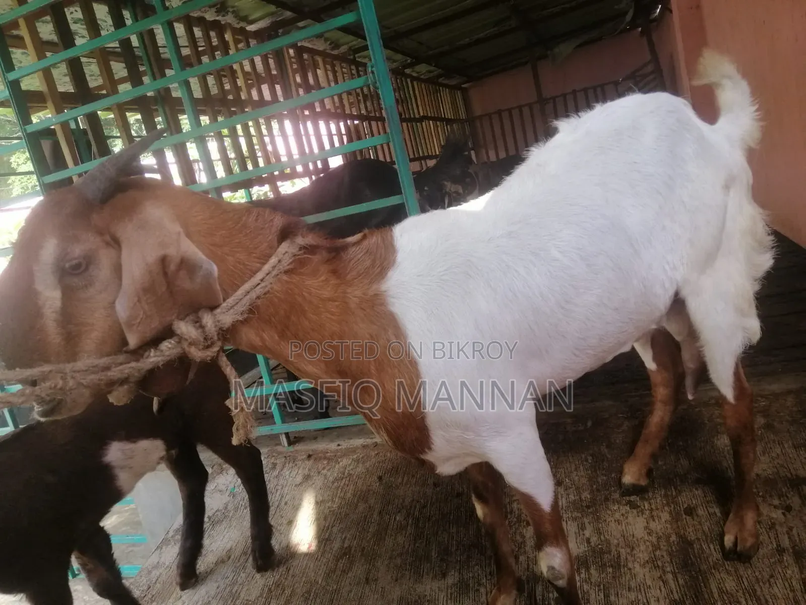 An improved Boer cross goat for sale