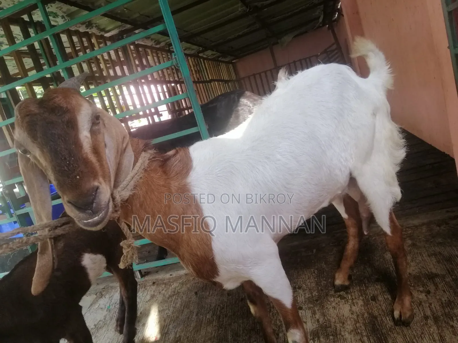 An improved Boer cross goat for sale
