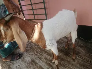 An improved Boer cross goat for sale