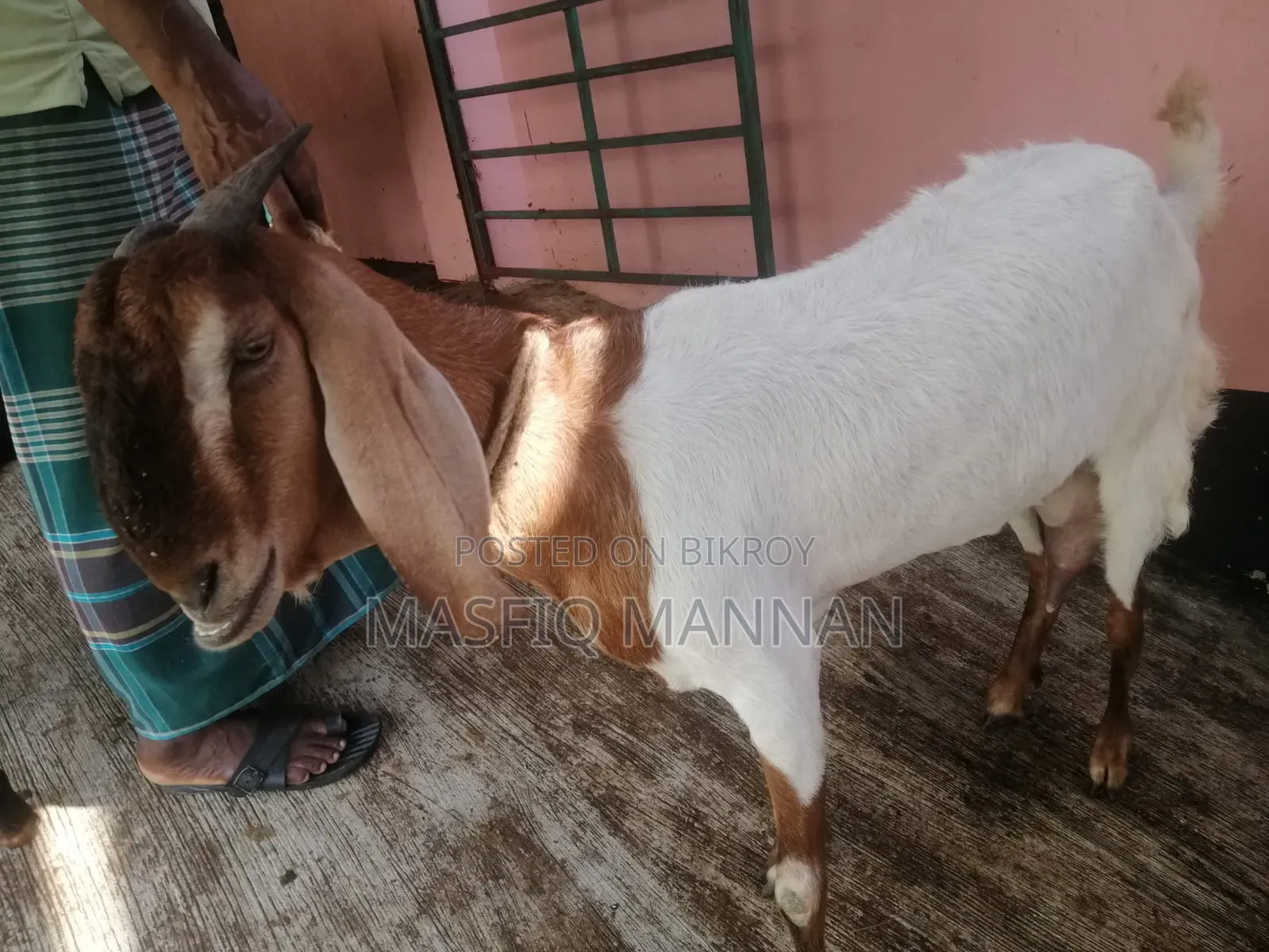 An improved Boer cross goat for sale
