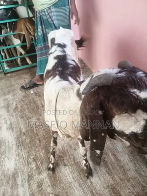 An improved breed of indigenous cross goat will be sold