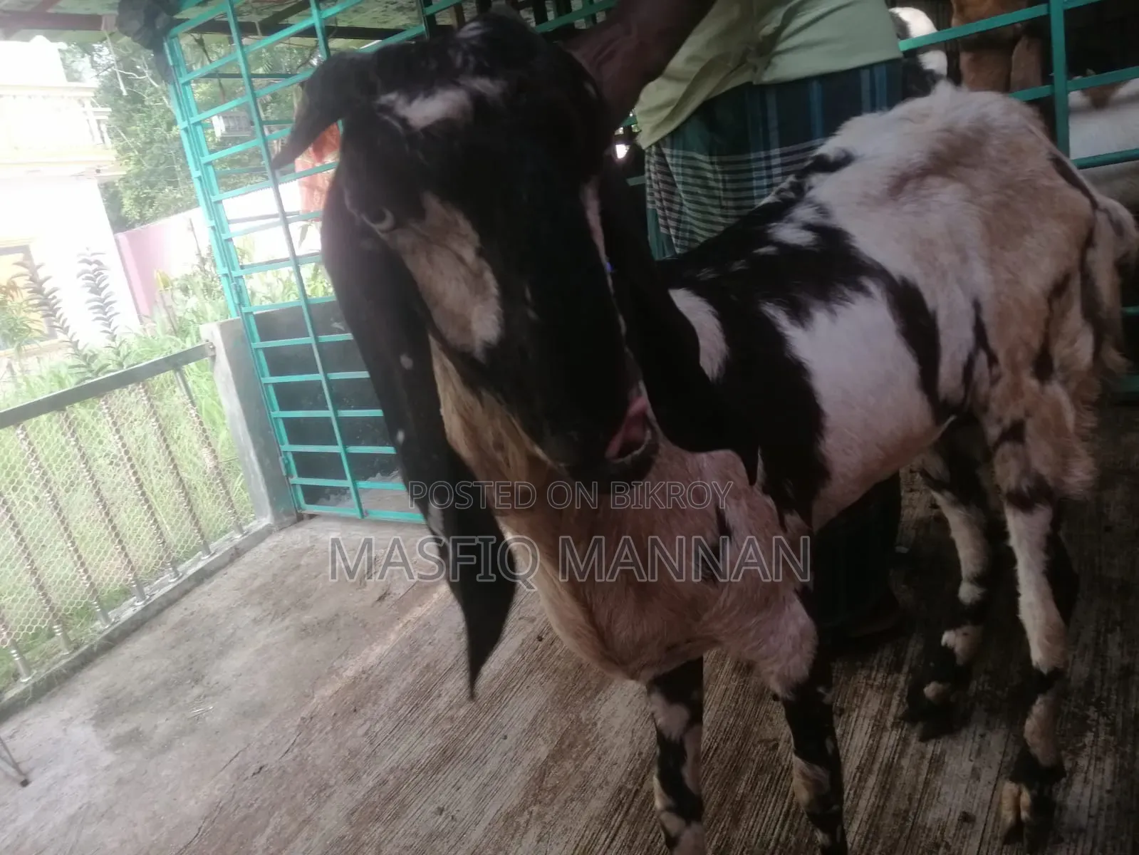 An improved breed of indigenous cross goat will be sold