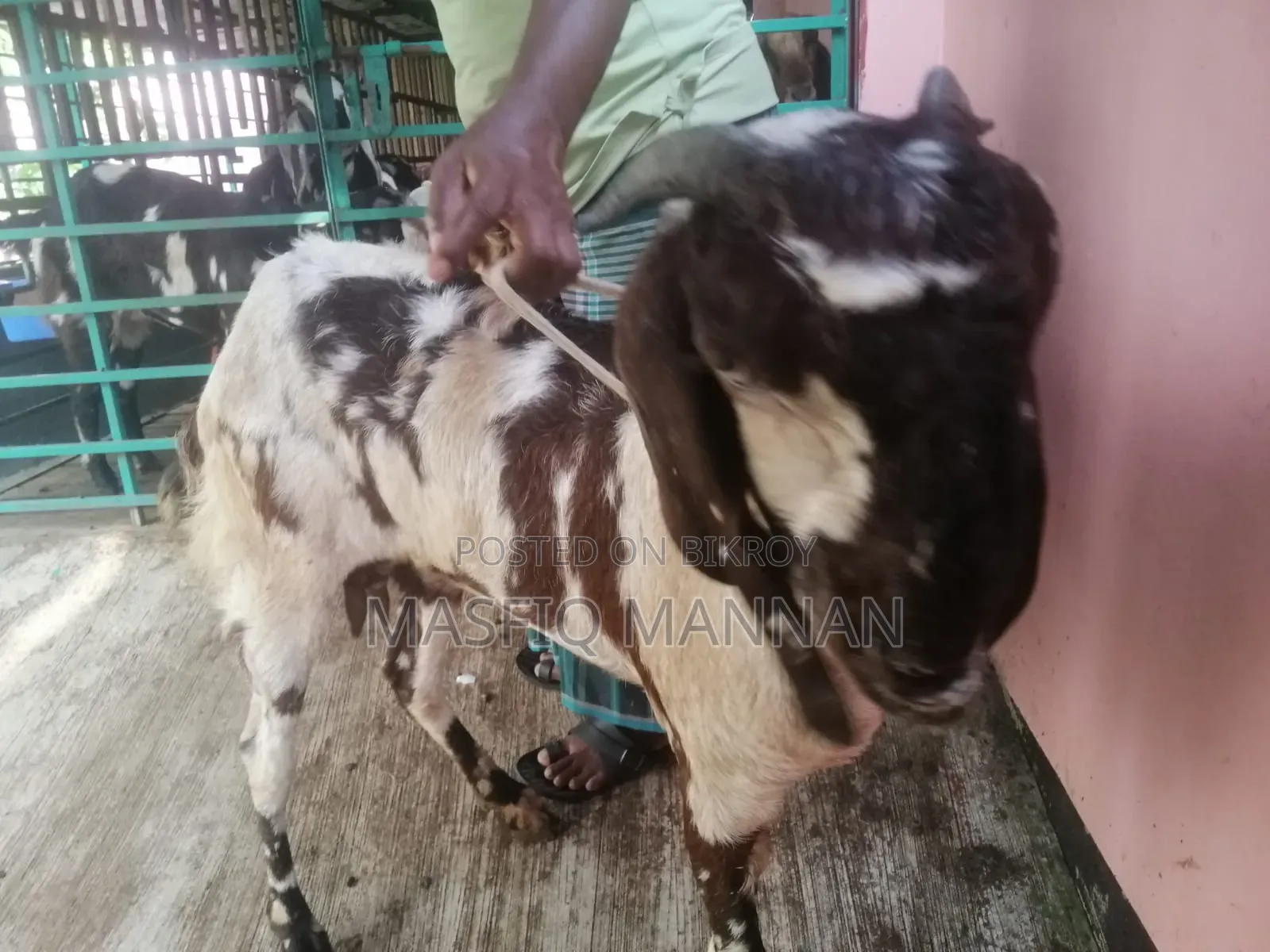 An improved breed of indigenous cross goat will be sold
