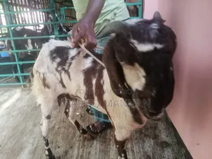 An improved breed of indigenous cross goat will be sold