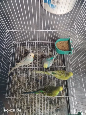 সুস্থ ও সুন্দর রানিং বাজিগর পাখি