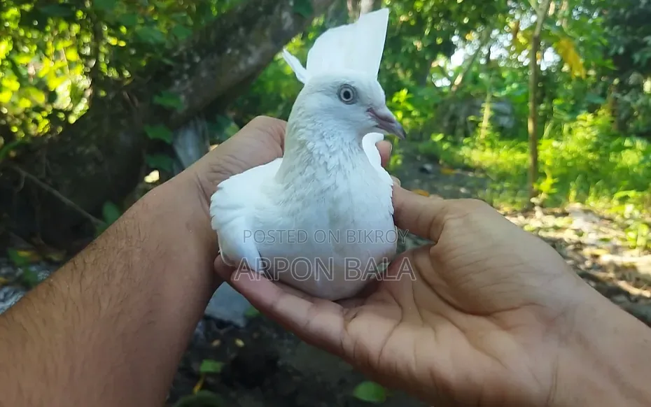 Galalall Madi Pigeon