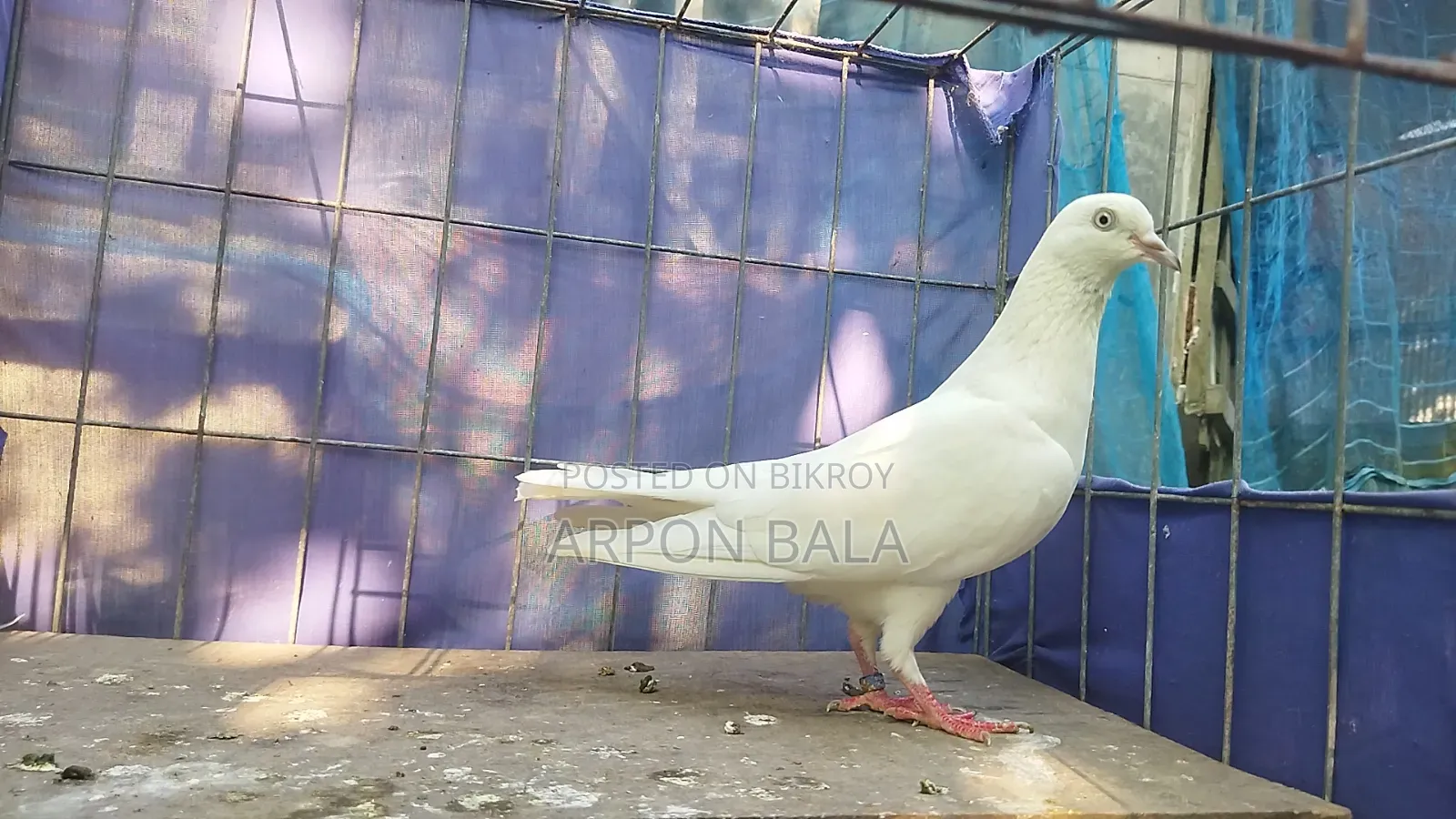 Galalall Madi Pigeon