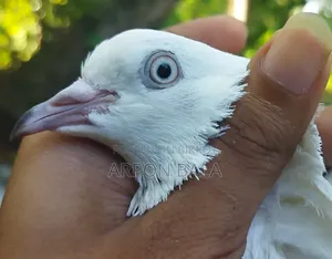 Galalall Madi Pigeon