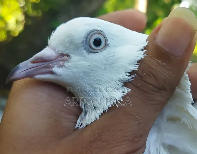 Galalall Madi Pigeon