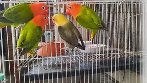 গ্রীন অপালাইন