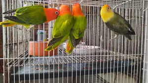 গ্রীন অপালাইন