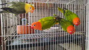 গ্রীন অপালাইন