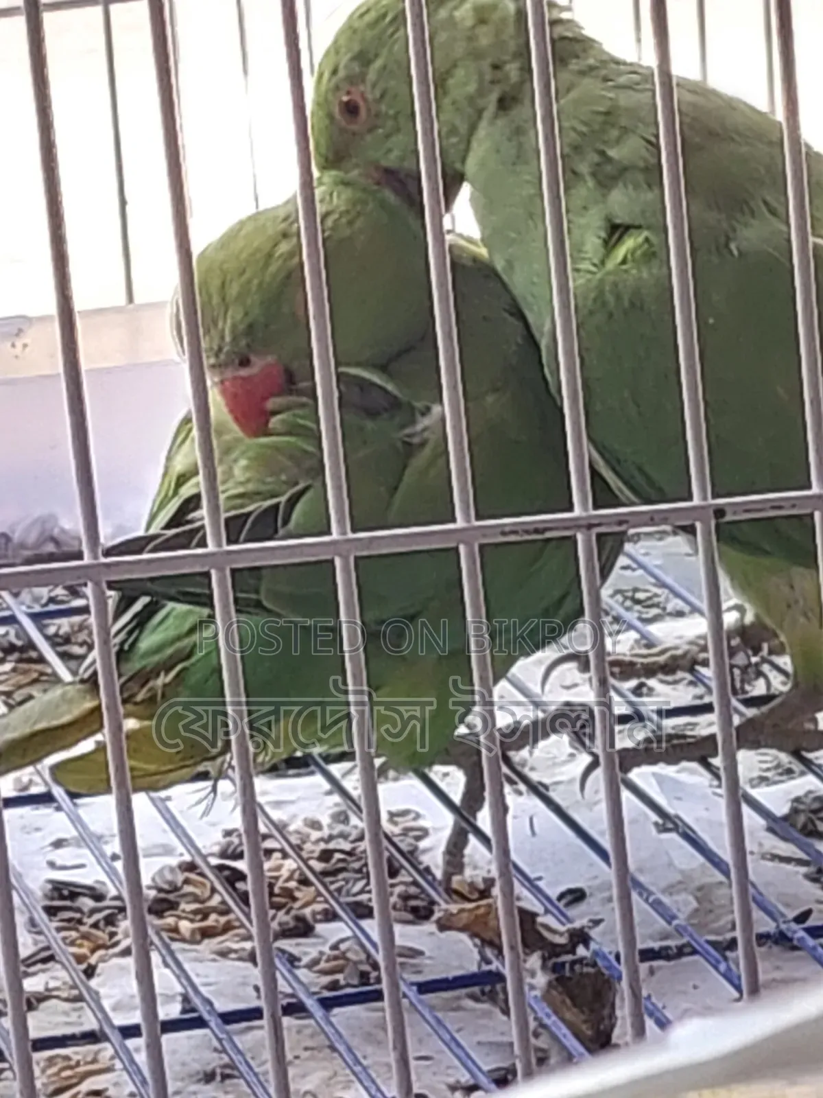 জোড়া ভালো মানের ইন্ডিয়ান টিয়া পাখি