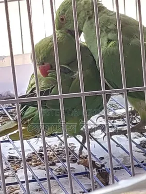 জোড়া ভালো মানের ইন্ডিয়ান টিয়া পাখি