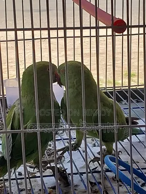 জোড়া ভালো মানের ইন্ডিয়ান টিয়া পাখি