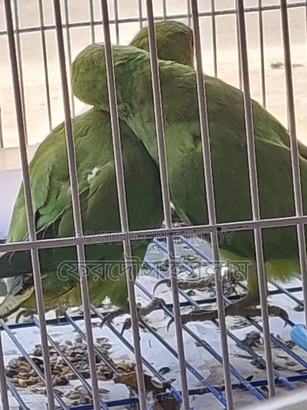 জোড়া ভালো মানের ইন্ডিয়ান টিয়া পাখি