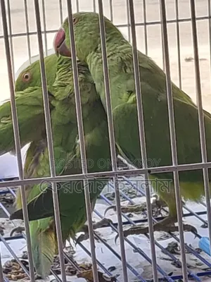 জোড়া ভালো মানের ইন্ডিয়ান টিয়া পাখি