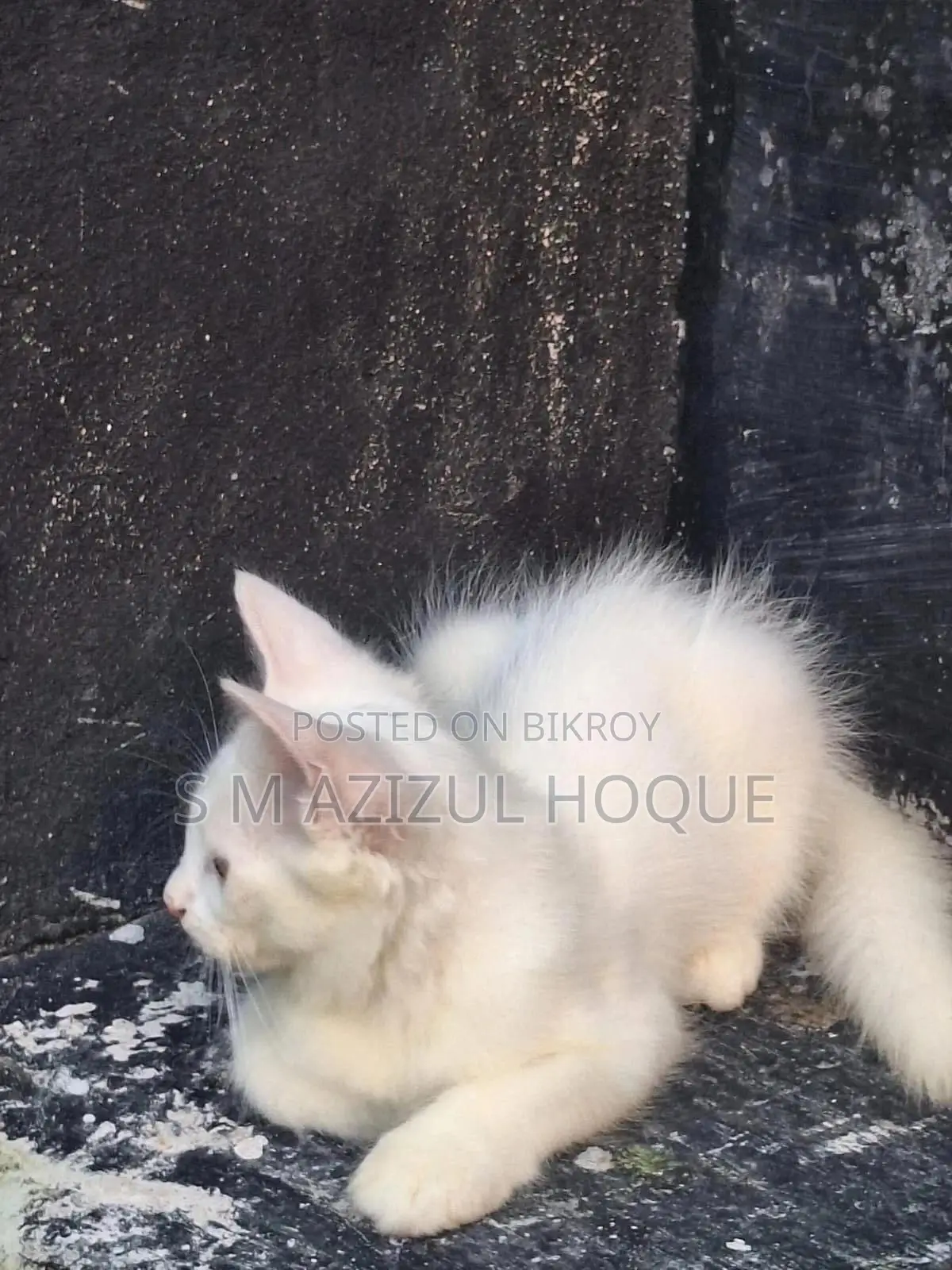 3-6 months Female Mixed Breed Persian