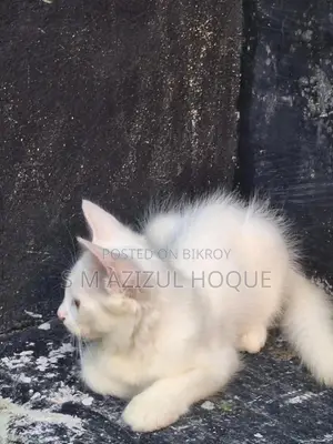 3-6 months Female Mixed Breed Persian