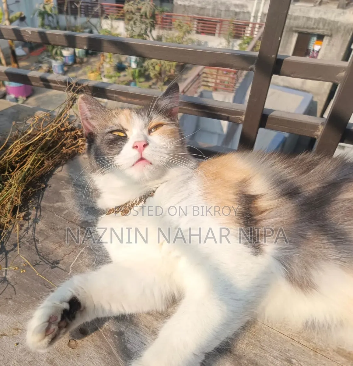 1+ year Female Mixed Breed Persian