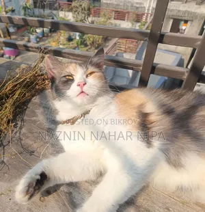 1+ year Female Mixed Breed Persian