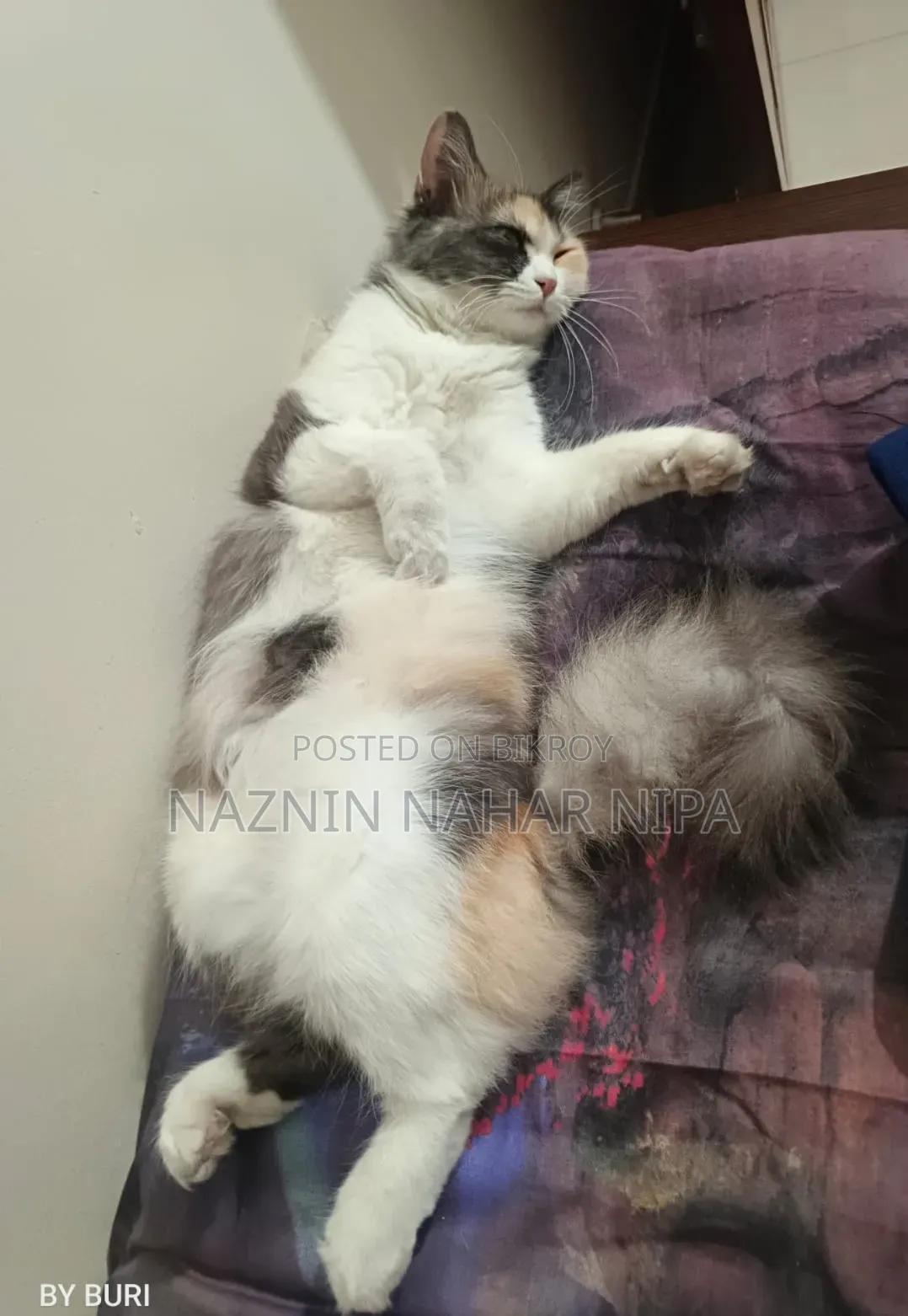 1+ year Female Mixed Breed Persian