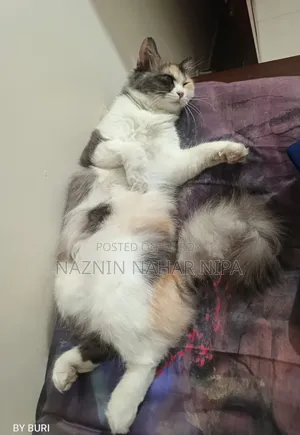 1+ year Female Mixed Breed Persian