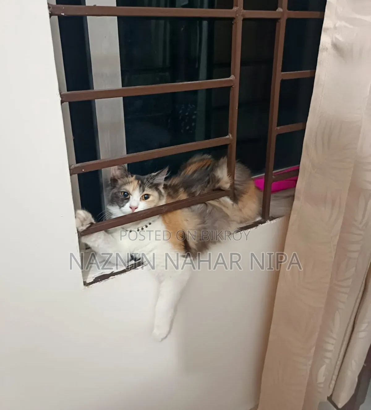 1+ year Female Mixed Breed Persian