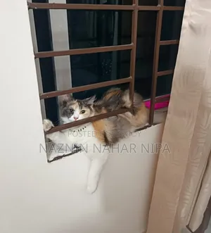 1+ year Female Mixed Breed Persian