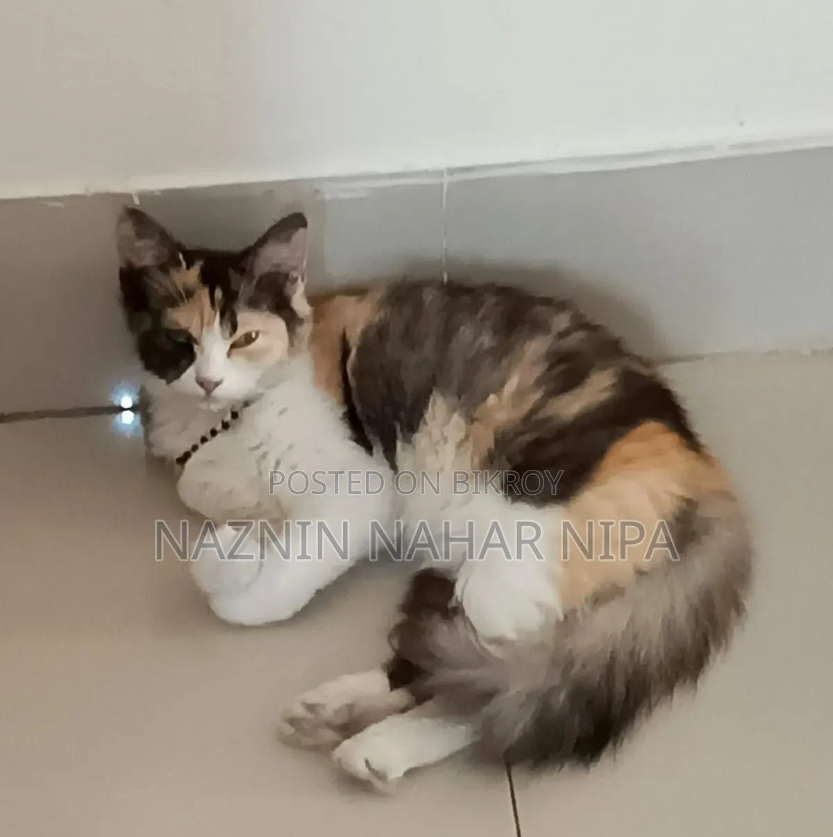 1+ year Female Mixed Breed Persian