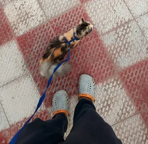 1+ year Female Mixed Breed Persian