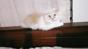 ১-৩ মাসের মেল পিউরব্রীড পার্সিয়ান