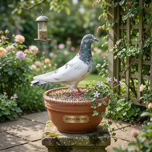 This is a Teddy Pigeon Original Teddy