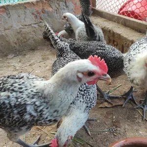 Fayoumi Chicken