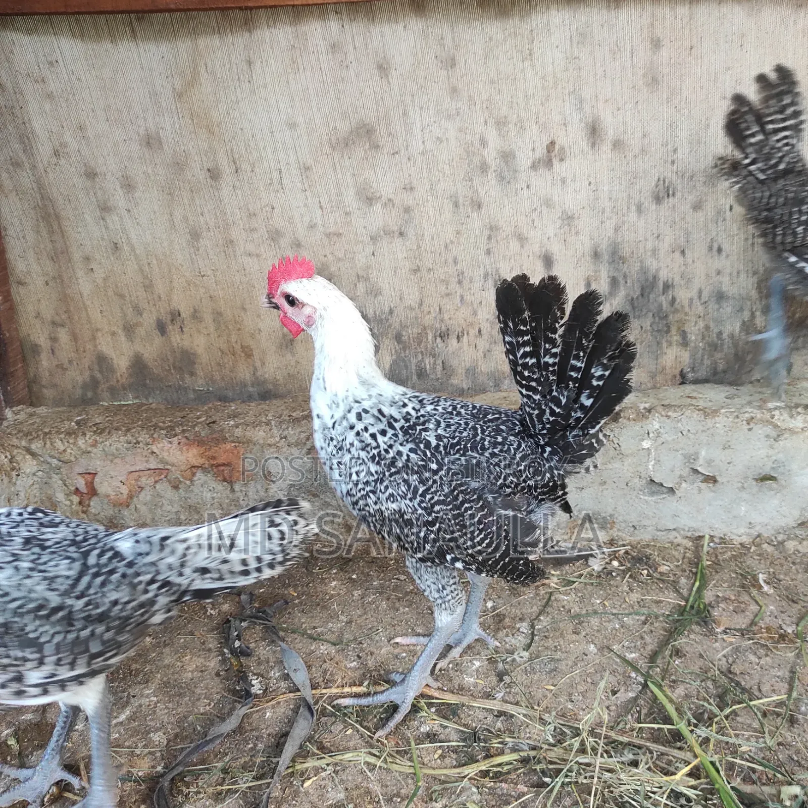 Fayoumi Chicken