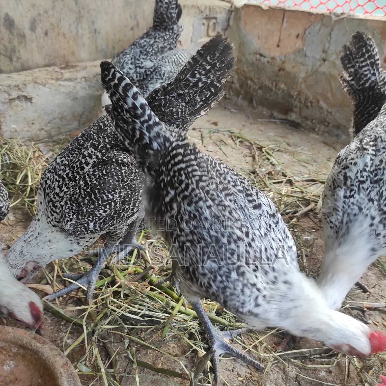 Fayoumi Chicken