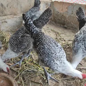 Fayoumi Chicken