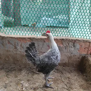 Fayoumi Chicken