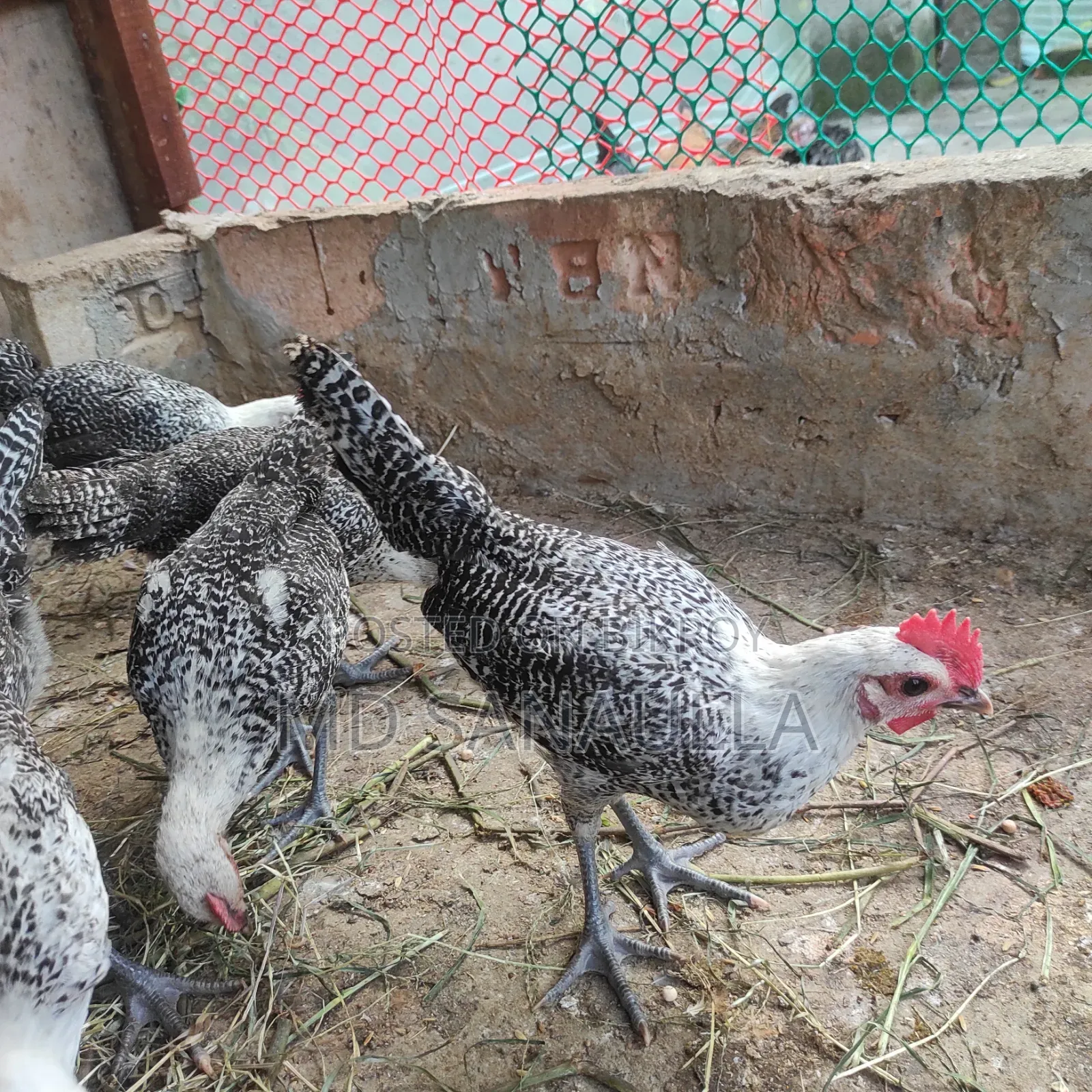 Fayoumi Chicken