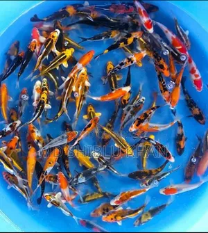 Koicup Fish
