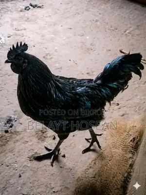Original Kadaknath Chicken