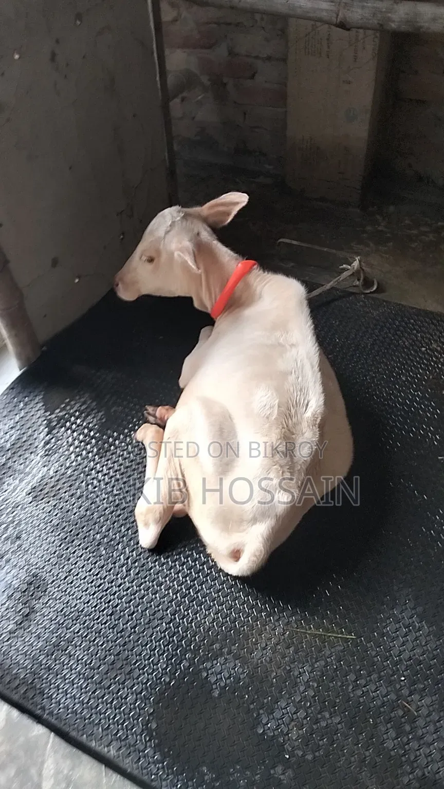 হাসা ভুডি