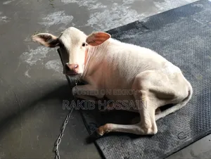 হাসা ভুডি