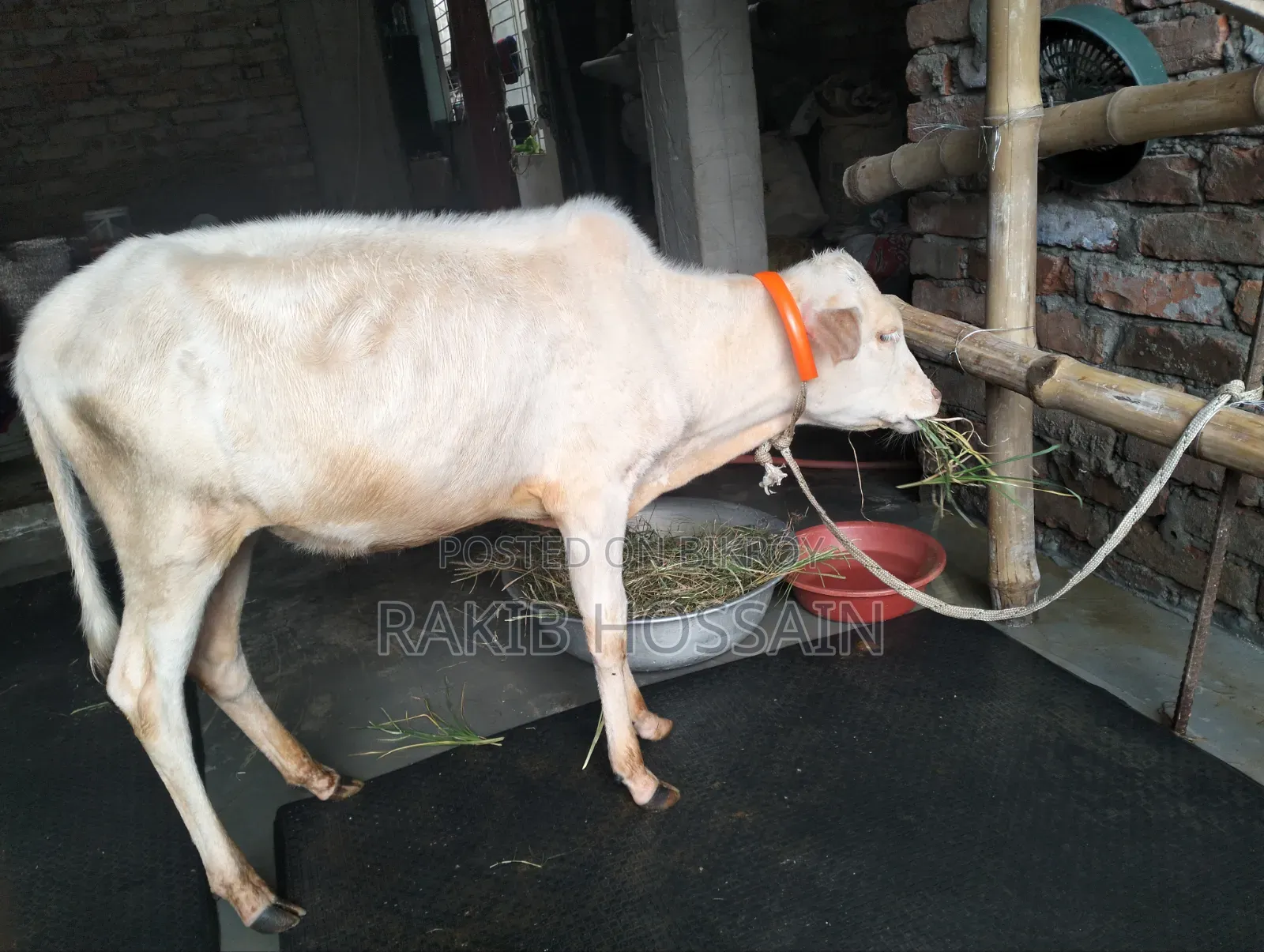 হাসা ভুডি