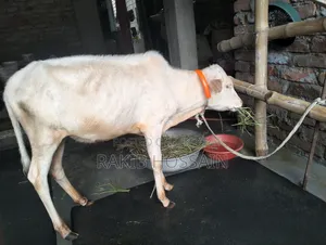 হাসা ভুডি